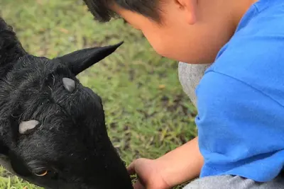 Image de Family Farm Stay with Animals, Playground and Firepit