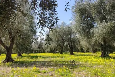 Image de Tre Appartamenti in Villa con Giardino Vicino al Mare