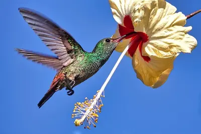 Image de Caribbean R & R