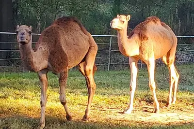 Image de Camels, Yellow Cabin and more! Unique ranch!