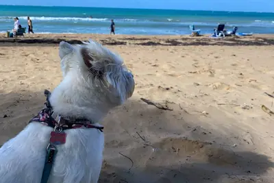 Image de Beach and tropical forest vacation