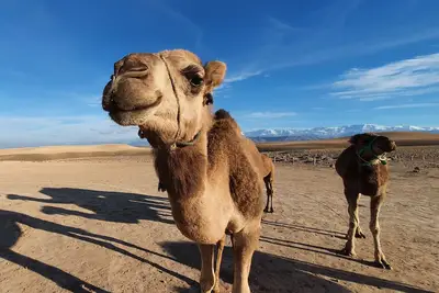 Image de Marrakech Agafay Desert Luxury Tented Private Stargazing Camp