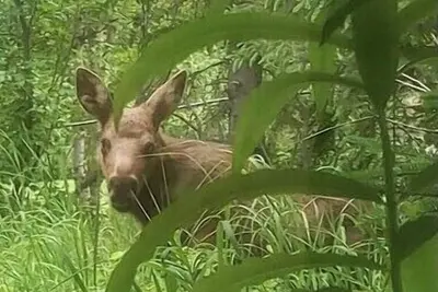 Image de Family Friendly 1, 000 sq. ft. Basement Apartment