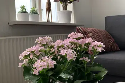 Image de Central Lejlighed med Egen Have tæt ved Slotssøen