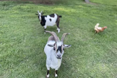 Image de Moonfire Farm Shenandoah region cozy getaway