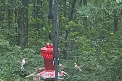 Image de Hummingbird Hideaway