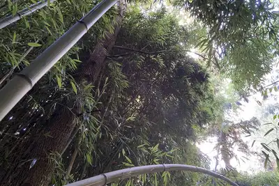 Image de Gîte du bambou bleu, dans un jardin botanique\nDisneyland Paris a 34 km\n