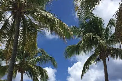 Image de Palms and Breezes