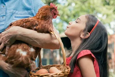 Image de No Cleaning Fee! - Longer Stay Discounts! Backyard Chickens!