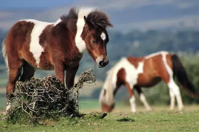 Image de 2 chambres à coucher à Bridford