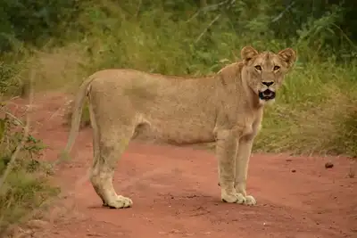 Image de Tranquil Chalets in Game Reserve (70km from Kruger National Park)