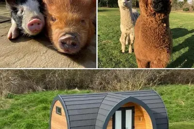 Image de The Piggery - Glamping Pod