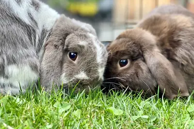 Image de Adorable Farm Stay in Ballard! Bunnies, A/C, walkable, near beach & attractions