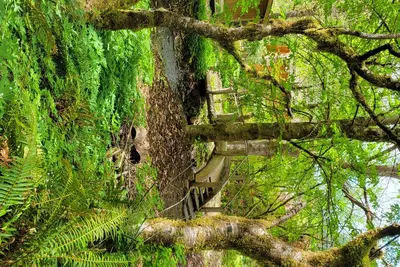 Image de 40 minutes from White Pass! Ev charging! New photos coming after remodel.