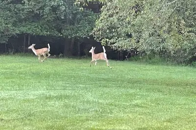 Image de Conviently located cozy 2 bedroom home on quiet street.