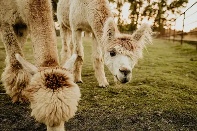 Image de Hacienda de las Rosas Animal Sanctuary and Farm Experience