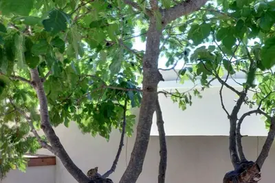 Image de Le Figuier - à seulement 15 minutes à pied de la plage du Verdon