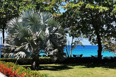Breathtaking Beachfront Ocean View Deluxe Condo. Free weekly maid service.