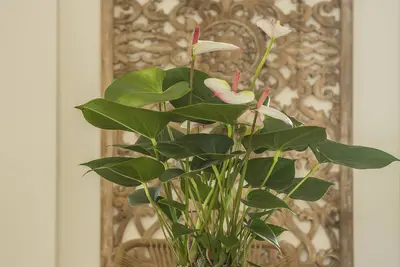 Image de Maisonette Paeonia - Meliti