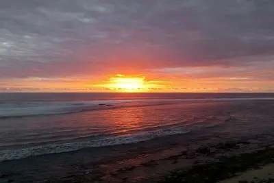 Image de Cotton flower