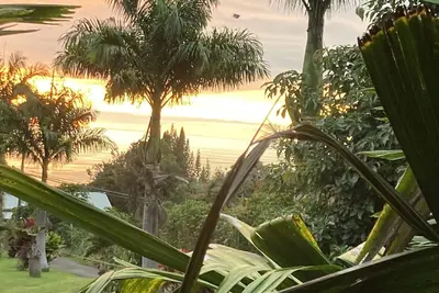 Image de The psychedelic Palm Tree