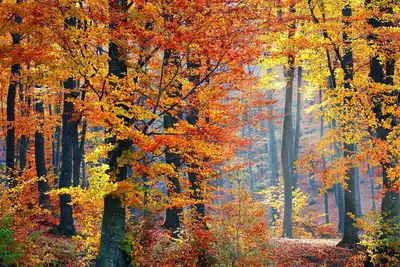 Image de 2 Bed 2 Bath Fall Weekend Getaway Nh White Mountains