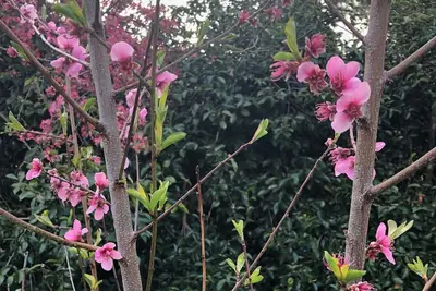 Image de Beautiful Daffodil Suite at Highland Garden Hideaway