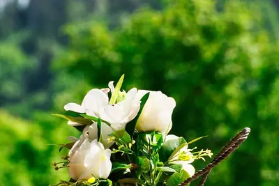 Image de Bloomeria