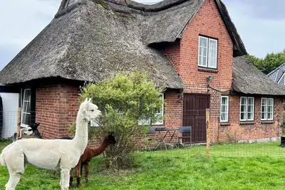 Image de Baltic Sea - Romance. Vacation home / vacation apartment near Scharbeutz and Eutin with alpacas