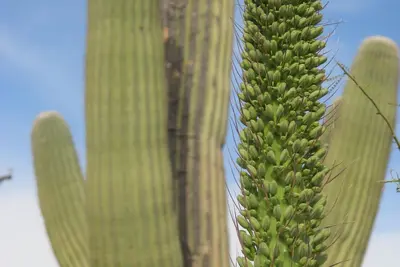 Image de Private Southwest Adobe Oasis near the Tucson Mountains