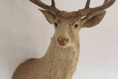 Image de The Diasporan’s Luxury Penthouse with MedSpa and Full Amenities. <br>