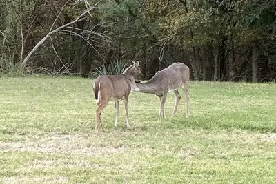 Image de En-Deer-ing Pet Friendly Retreat 🐕