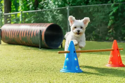 Image de Gapyeong Highmong Pet-friendly Kids Pool