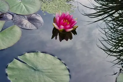 Image de Water lily Apartment