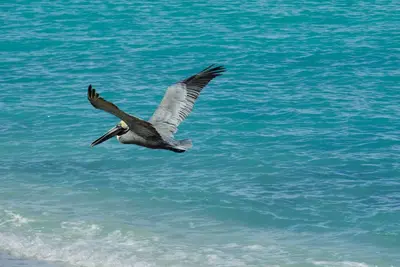 Wake up to Pelicans cruising the beach!