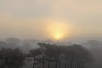 Image de Studio à l'océan au dessus des pins