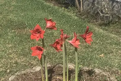 Image de Casa de Amaryllis  <br>Comfortable home on the Suncoast