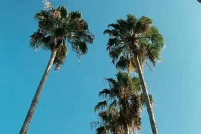 Image de Beautiful Orlando! 2 Full Beds, Deluxe Room