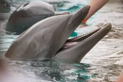 Image de AAAmazing Orlando! 2 Queen-Sleep 4. Fun in the Sun