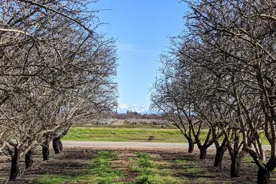 Image de Beautiful house on Almond & Pistachio Farm