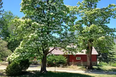 Image de Catalpa Cottage is named after the giant Catalpa trees surrounding the cottage ~
