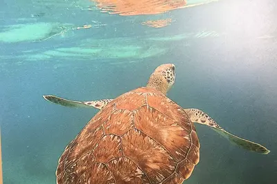 Image de Villa Ti Paradis Les Pieds Dans L Eau