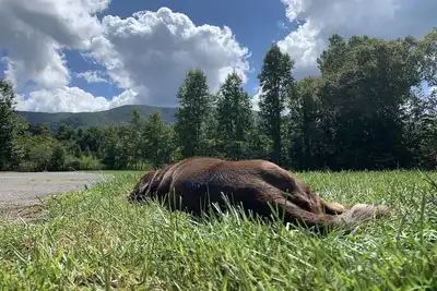 Image de Stoneybrook Valley Ranch 2, 3Bed/2Bath, Dog Friendly, 1. 5 Acres Great Mtn views