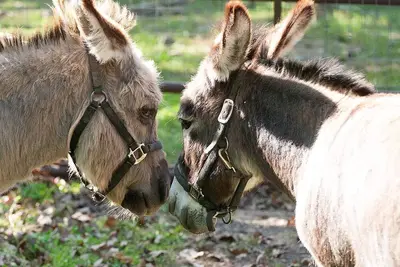 Image de Private Beautiful Farmstead in Branson Country, Roomy indoor/outdoor spaces.
