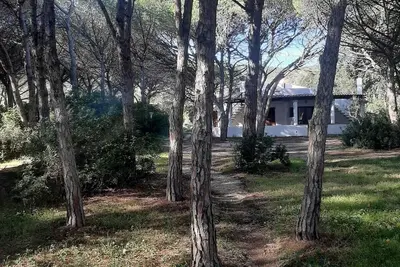 Image de House in pine forest and beachfront