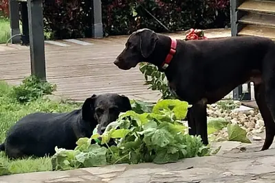 Image de Pretty rural 1 bedroom gîte with swimming pool