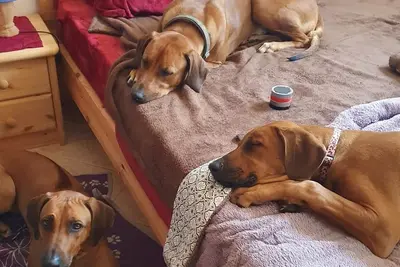 Image de Tiny house in the forest - peace, hiking, nature