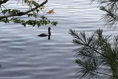 Image de Près de fond, motoneige, randonnée pédestre, pêche, piscine, et relaxant!