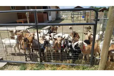 Image de Unique Farm experience hanging out with goats