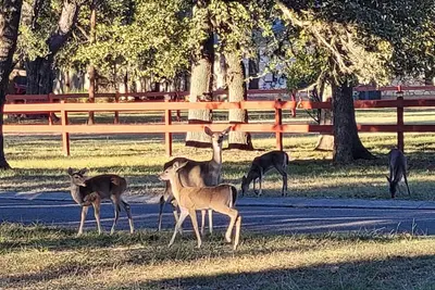 Image de \"Wanna see some Deer? Our Clean and Peaceful Guesthouse!